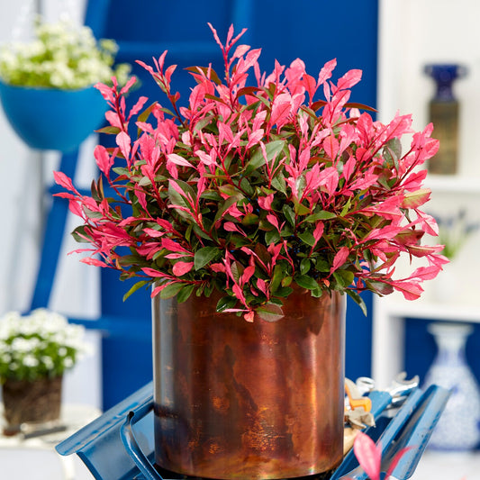 Photinia fraseri Little Fenna - Bakker