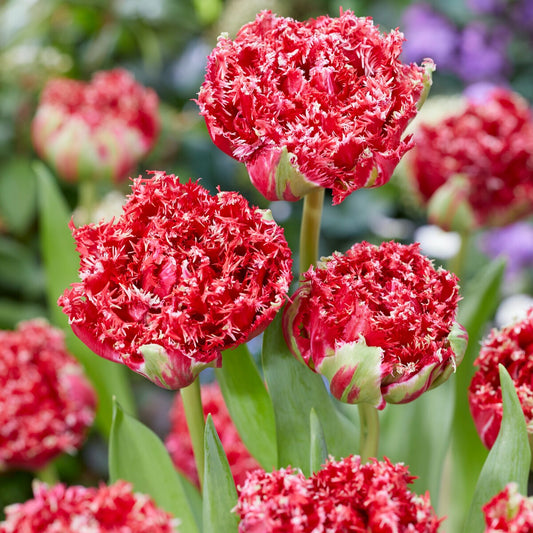 5 Dubbele gefranjerde tulpen Qatar - Bakker