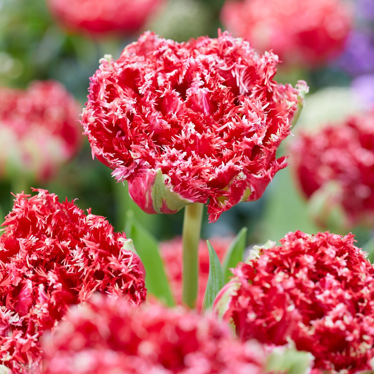 5 Dubbele gefranjerde tulpen Qatar - Tulipa Crispa Qatar - Bakker
