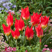 Tulipa Fosteriana Flames Mystery - 5 Tulpen 'Flames Mystery' - Tulpen
