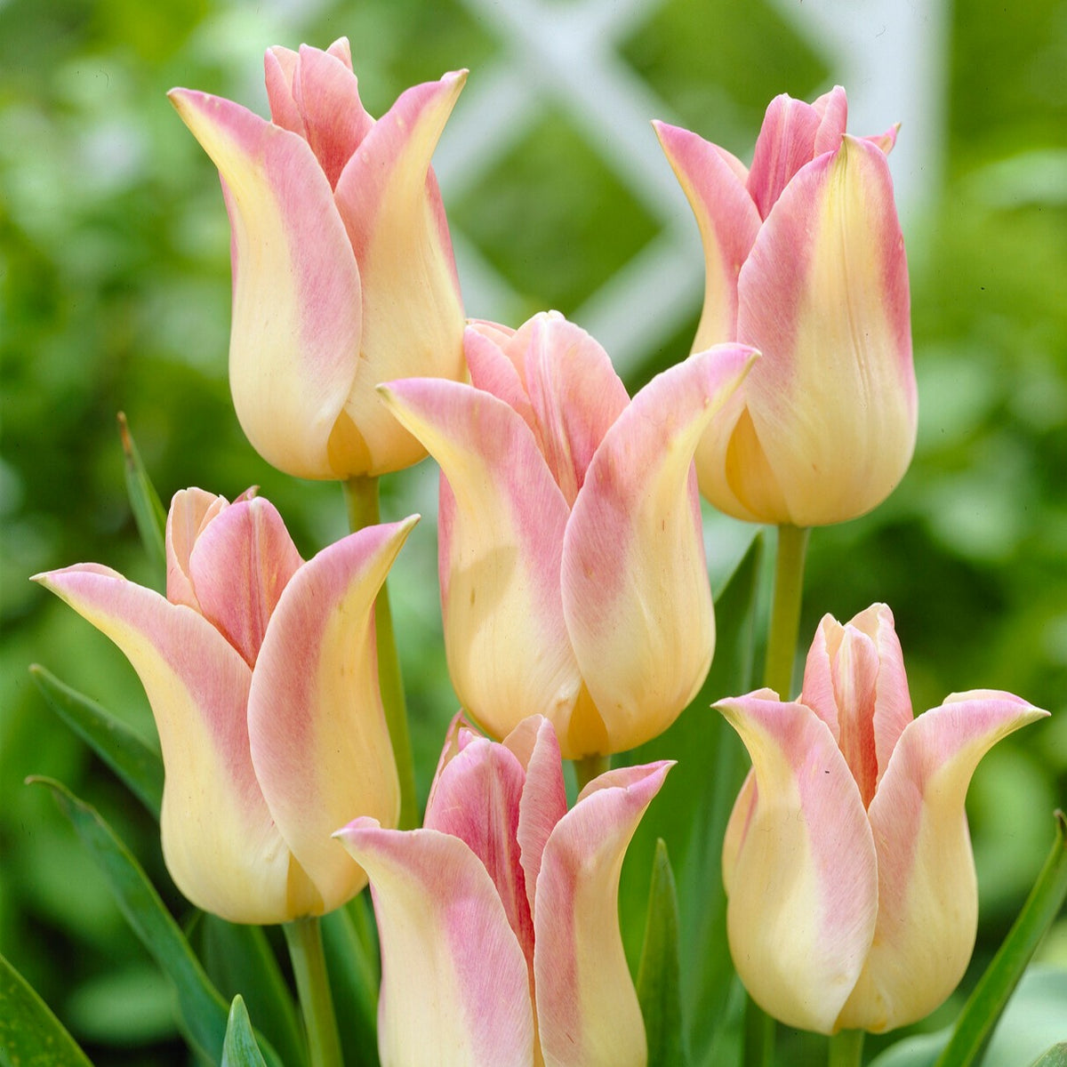 5 Leliebloemige tulpen 'Elegant Lady' - Bakker
