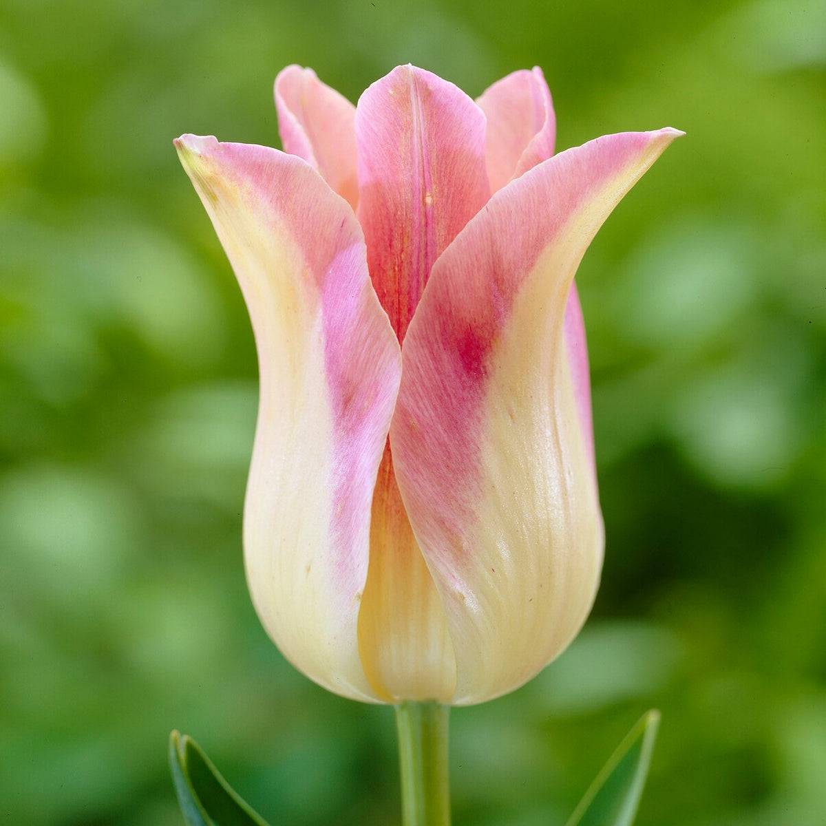 5 Leliebloemige tulpen 'Elegant Lady' - Tulipa Lilyflowering Elegant Lady - Bakker