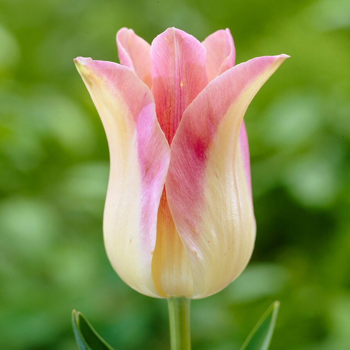 5 Leliebloemige tulpen 'Elegant Lady'