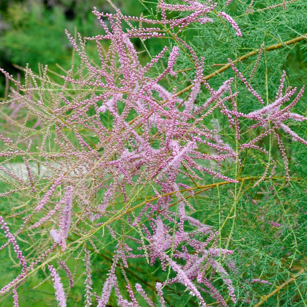 Tamarix ramosissima Pink Cascade - Zomer Tamaris - Bloeiende heesters
