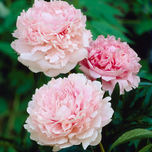 Pioenroos Albert Crousse - Bakker