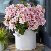 Azalee Encore®  Sunburst - Rhododendron Encore® Sunburst - Bakker