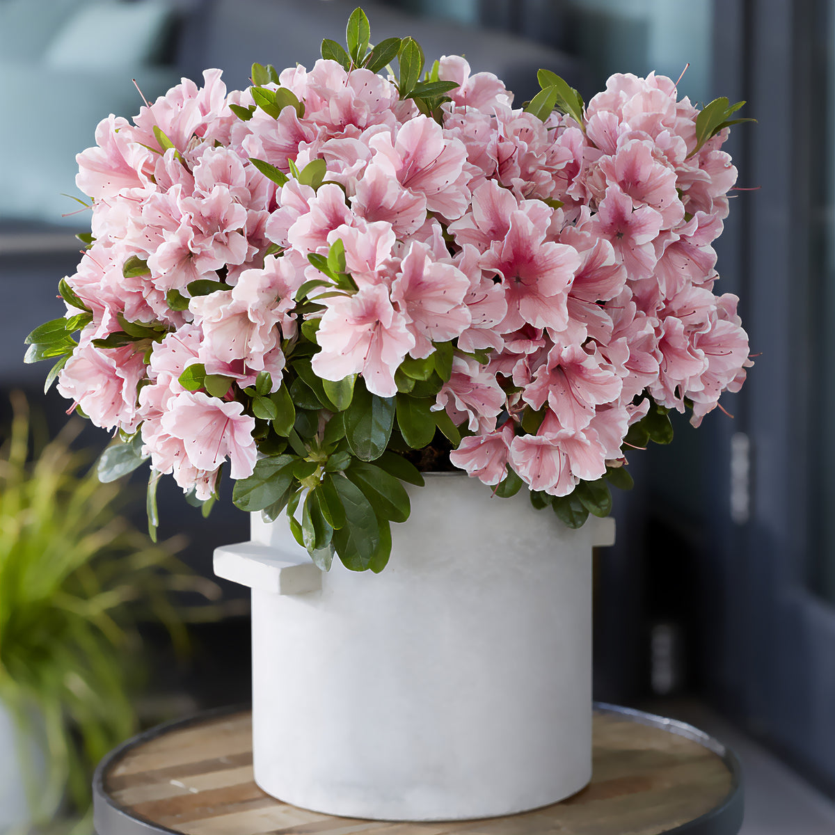 Azalea Encore®  Sunburst - Rhododendron Encore® Sunburst - Bakker