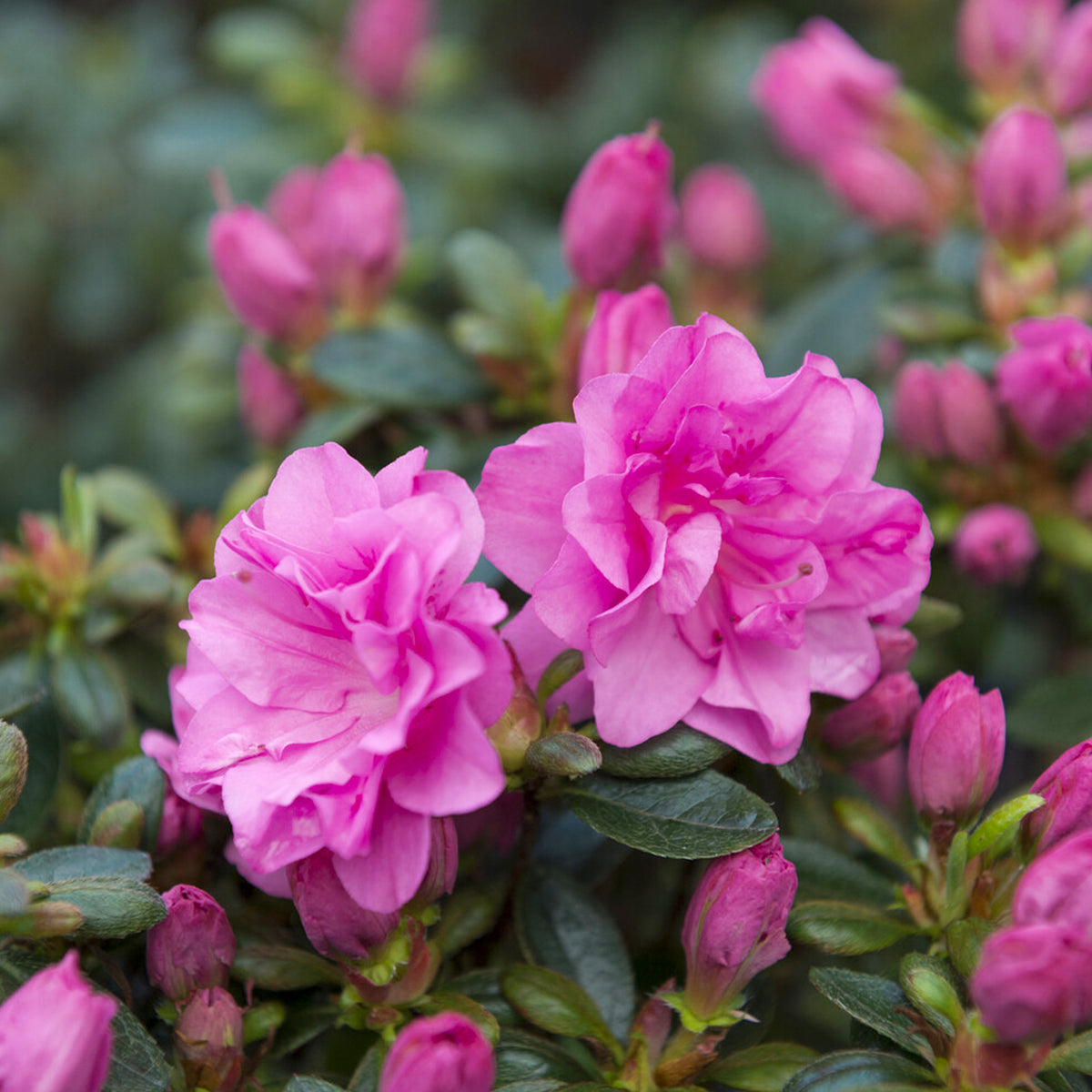 Azalea's - Japanse azalea Lilac Surprise - Azalea japonica Lilac Surprise