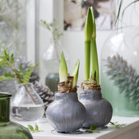 Wax Amaryllis  Gloss Silver - Bakker