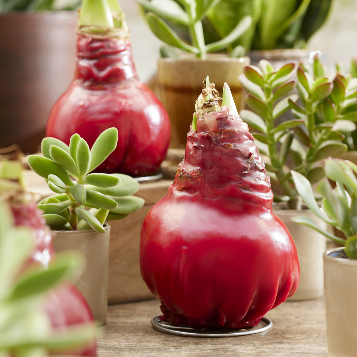 Wax Amaryllis  Gloss X Mas Red - Amaryllis Gloss X Mas Red - Bakker