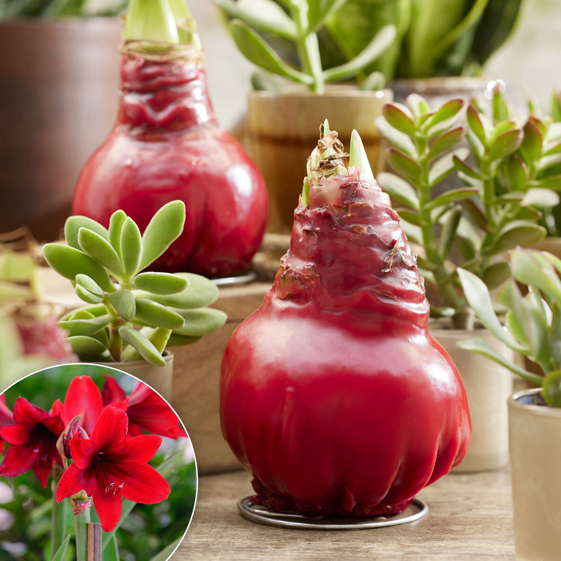 Wax Amaryllis  Gloss X Mas Red - Bakker