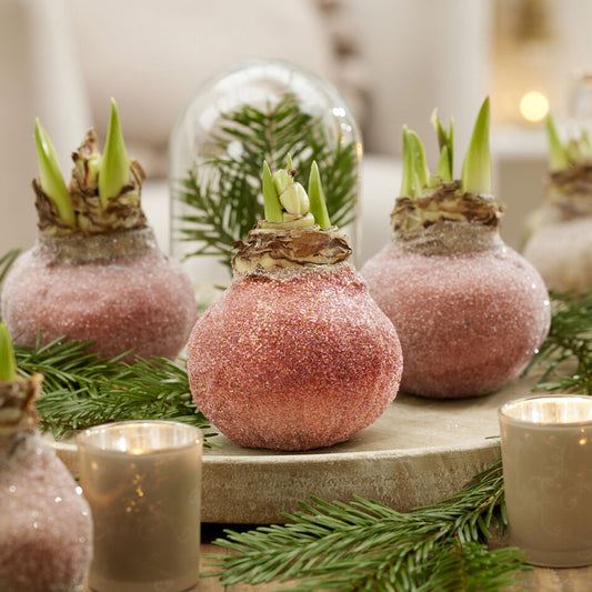 Wax Amaryllis  Magic Rosé Gold - Bakker