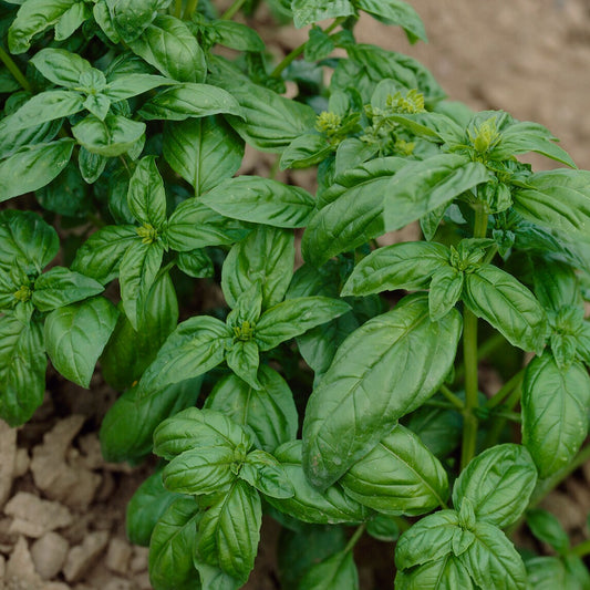 Basilicum 'Grand Vert'