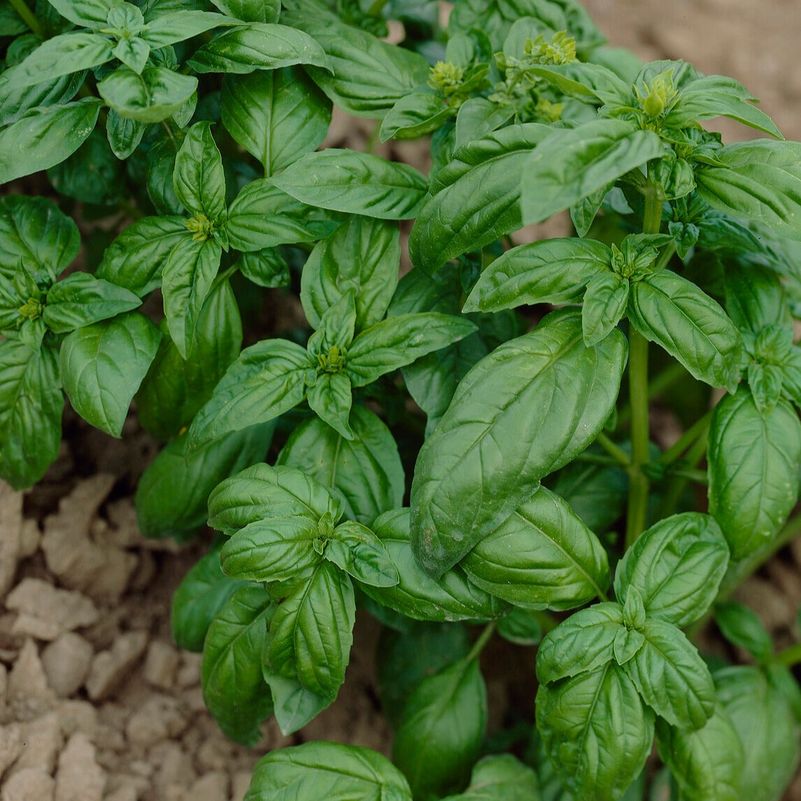 Kruiden Mix 'Peterselie, Basilicum, Kervel, Bieslook' - Collection de fines herbes (persil, basilic, cerfeuil, ciboulette) - Moestuin