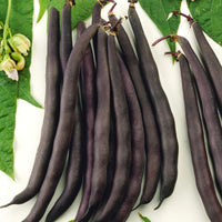 Phaseolus vulgaris purple queen - Stamslaboom 'Purple Queen' - Bonenzaden