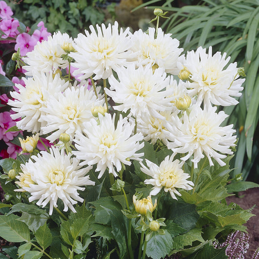 Dahlia 'White Happiness' (x3) - Bakker