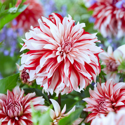 Dahlia 'Santa Claus' (x3) - Bakker