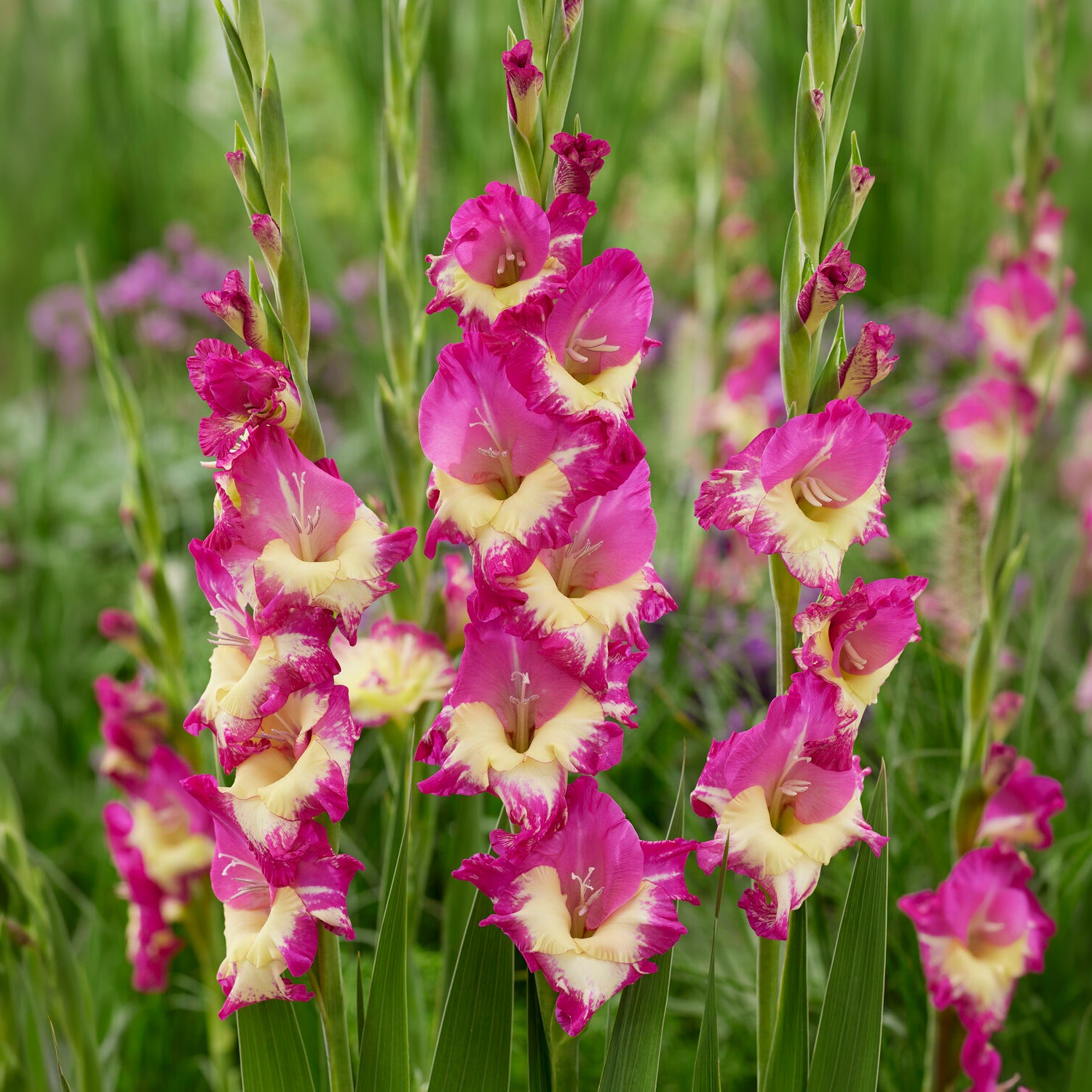 Bloembollen Gladioool 'Stereo' (x25) - Gladiolus extravert | Bakker.com
