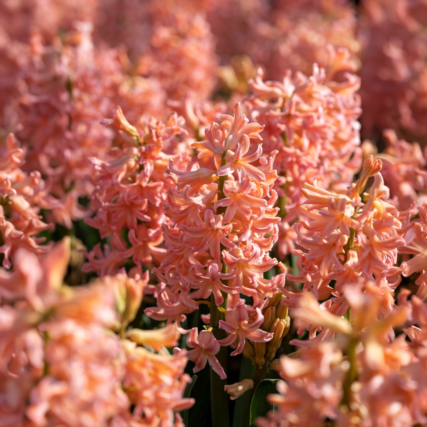 Hyacinthen 'Gipsy Queen' (x6) - Hyacint - Bakker