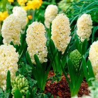 Hyacinthen 'City of Haarlem' (x6) - Bakker
