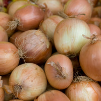 Ui 'Centurion F1' - Allium cepa centurion f1 - Bakker