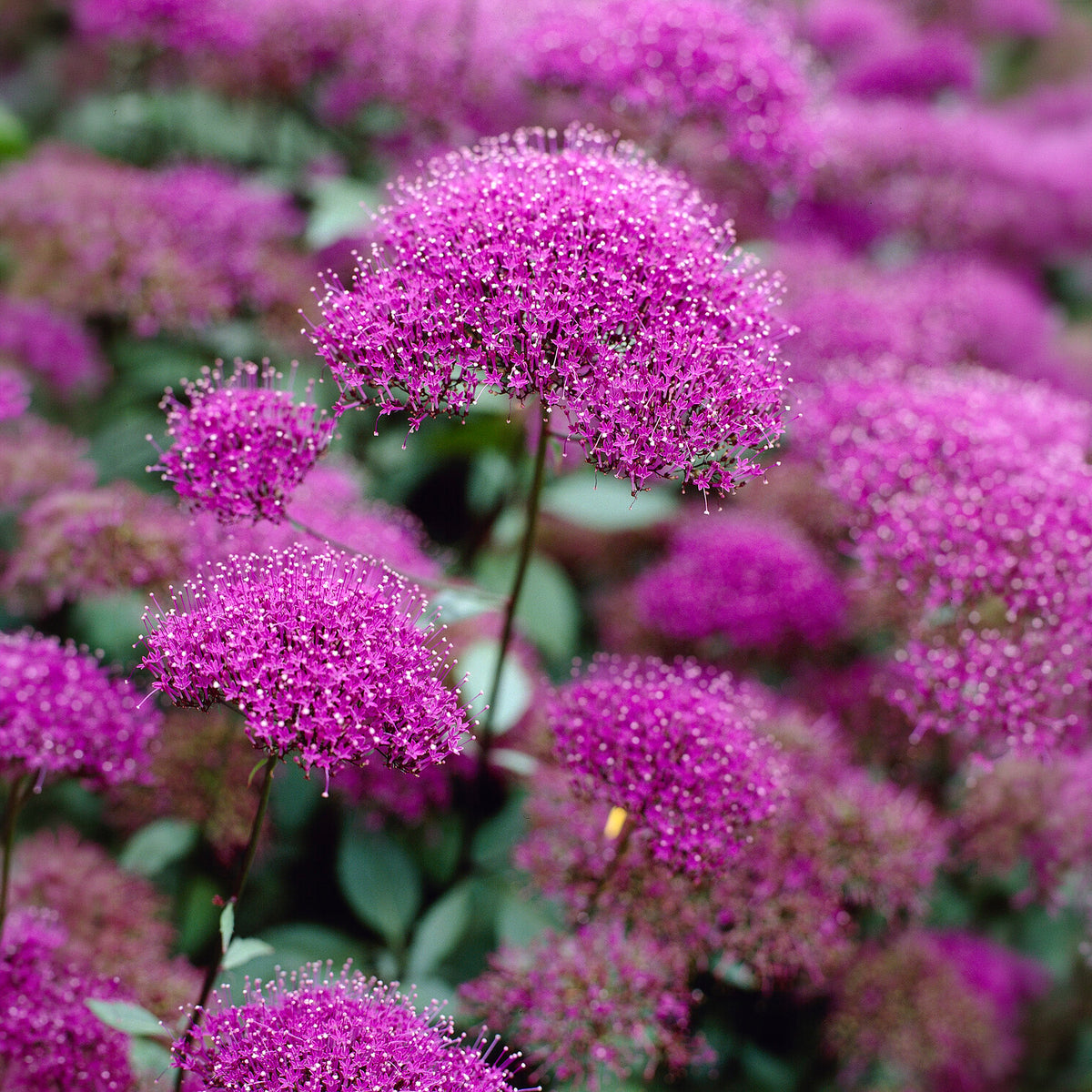 Halsbloem (x3)