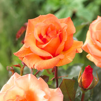 Rozen - Naakte wortels - Rozenmix 'Onderhoudsvrij' (x3) - Rosa doris tysterman, nostalgie, barkarole