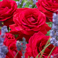 Geurende roos 'Duftzauber 84' - Bakker