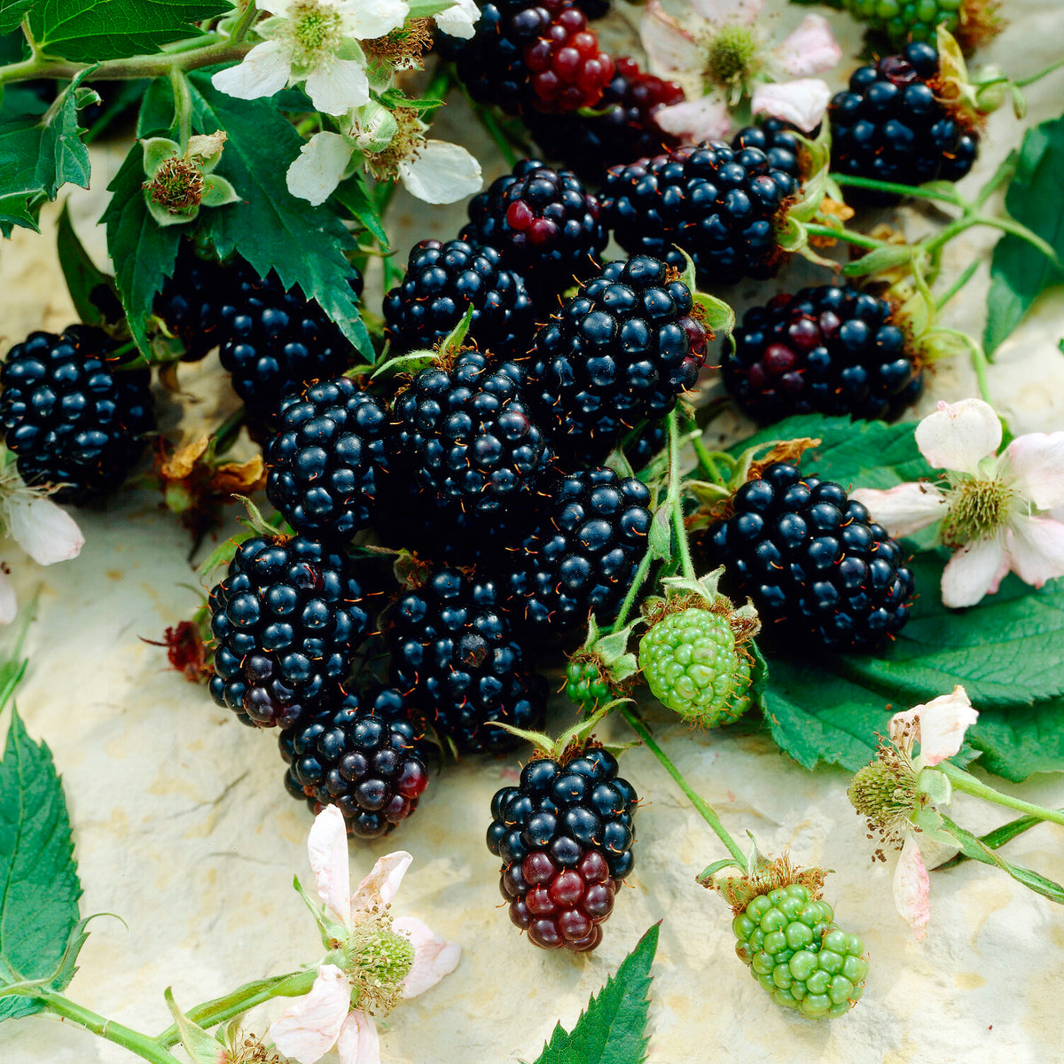 Braam 'Dirksen' - Rubus fruticosus dirksen - Bakker