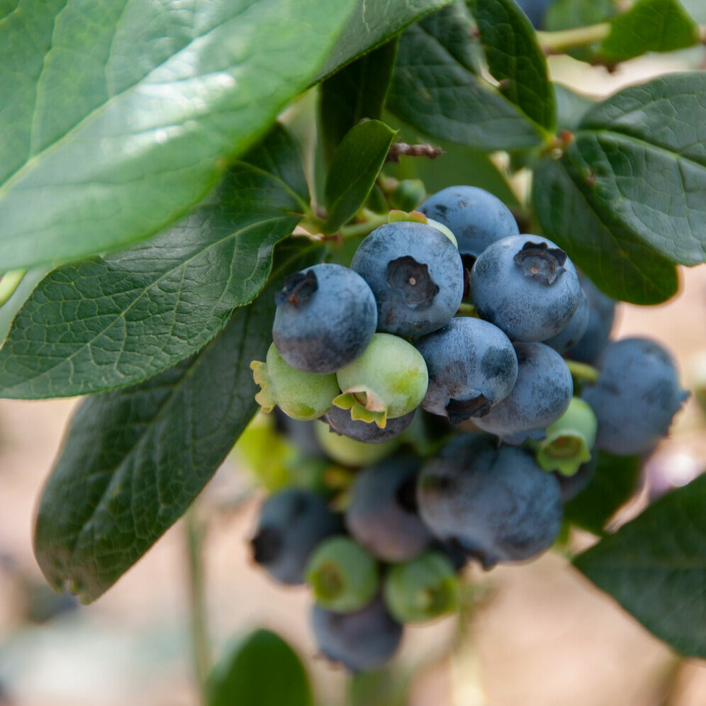 Vaccinium corymbosum Giant Patriot - Blauwe bes 'Giant Patriot' - Blauwe bes