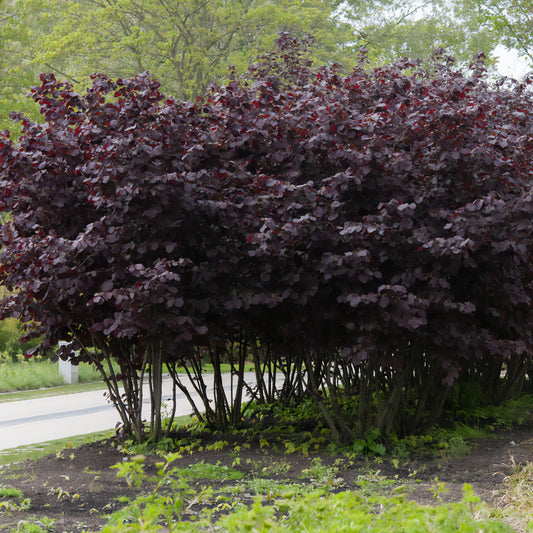 Rode hazelaar - Bakker