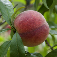 Perzik 'Amsden' - Prunus persica Amsden - Bakker