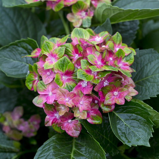 Boerenhortensia 'Saxon'® - Bakker