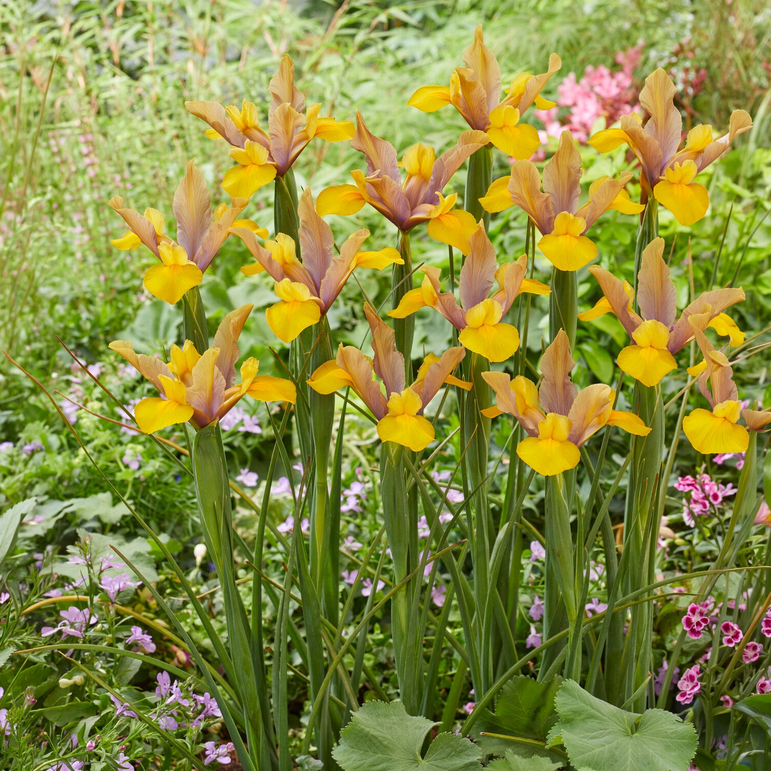 Iris 'Bronze Perfection' (x10) - Bakker