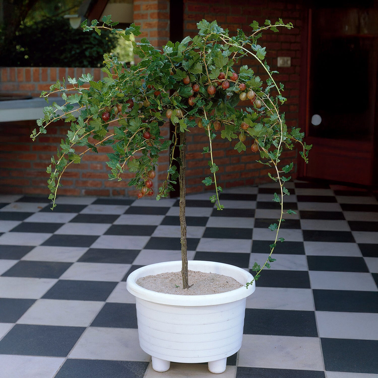 Rode kruisbes op stam - Bakker