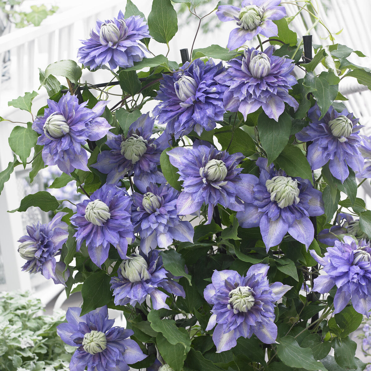 Clematis