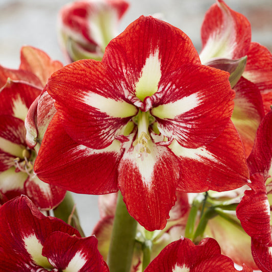 Amaryllis 'Barbados'