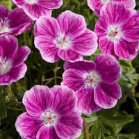 Verkoop Bloedooievaarsbek 'Elke' - Geranium sanguineum Elke
