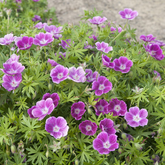 Bloedooievaarsbek 'Elke' - Bakker