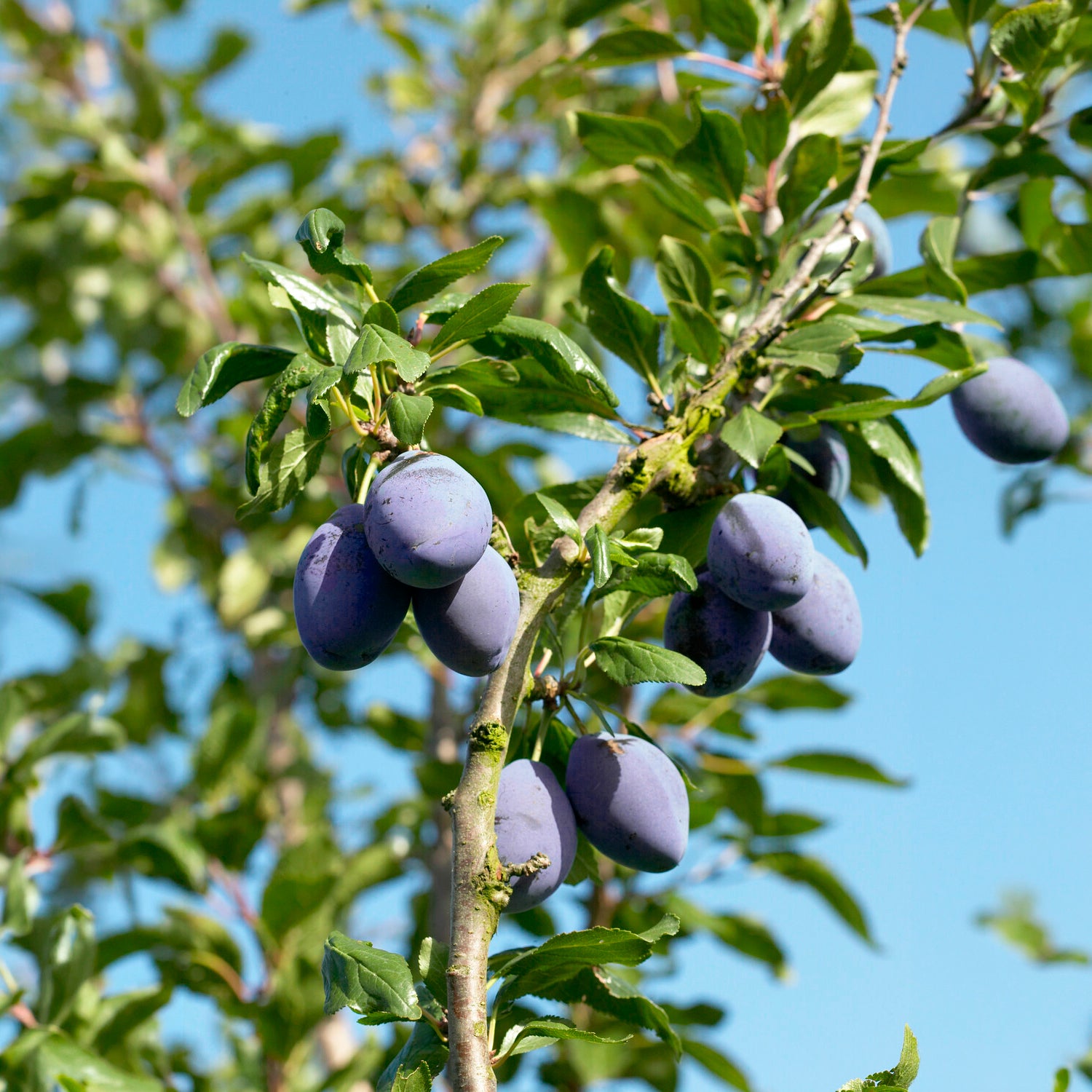 Pruimenboom 'President' - Prunus domestica Président - Bakker