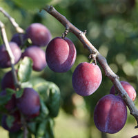 Pruim Claude d'Althan - Prunus domestica Reine Claude d'Althan - Bakker