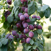 Prunus domestica Reine Claude d'Althan - Pruim Claude d'Althan - Pruimenbomen