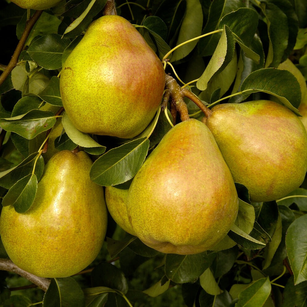 Perenboom 'Doyenné du Comice' - Bakker