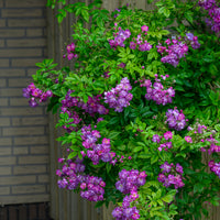 Rosa veilchenblau - Stamroos Blue Violet - Rozen op stam