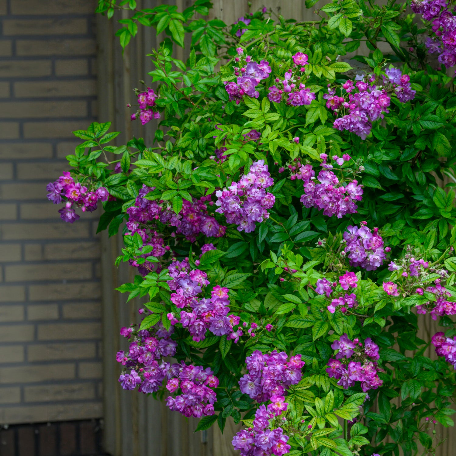 Rosa veilchenblau - Stamroos Blue Violet - Rozen op stam