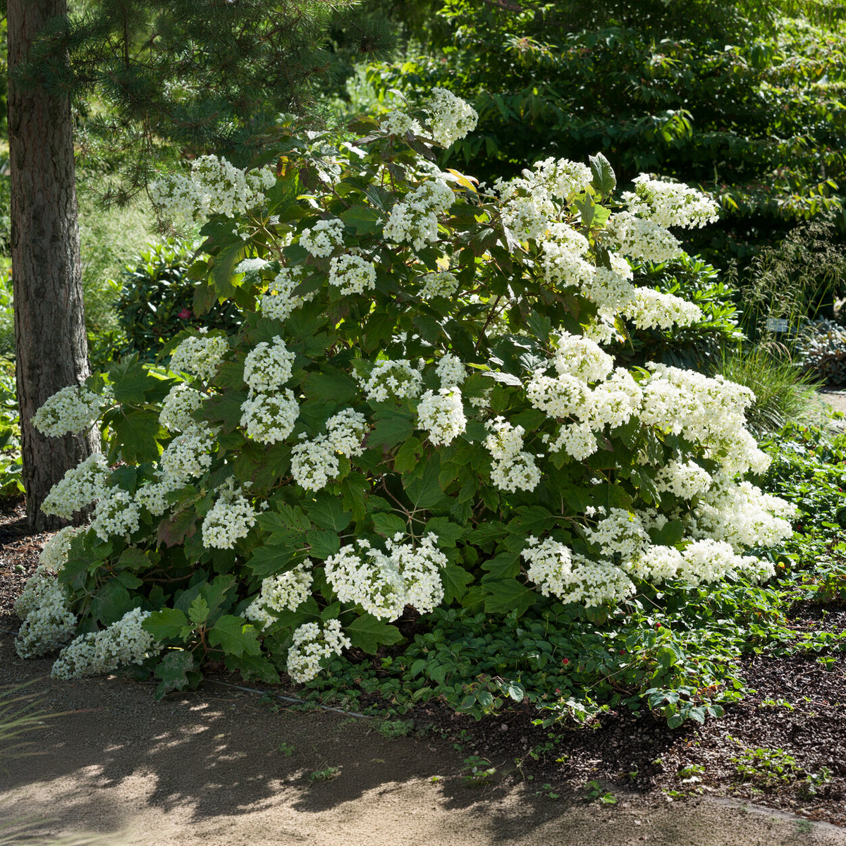 Eikenbladhortensia