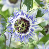 Passiebloem Clear Sky - Bakker