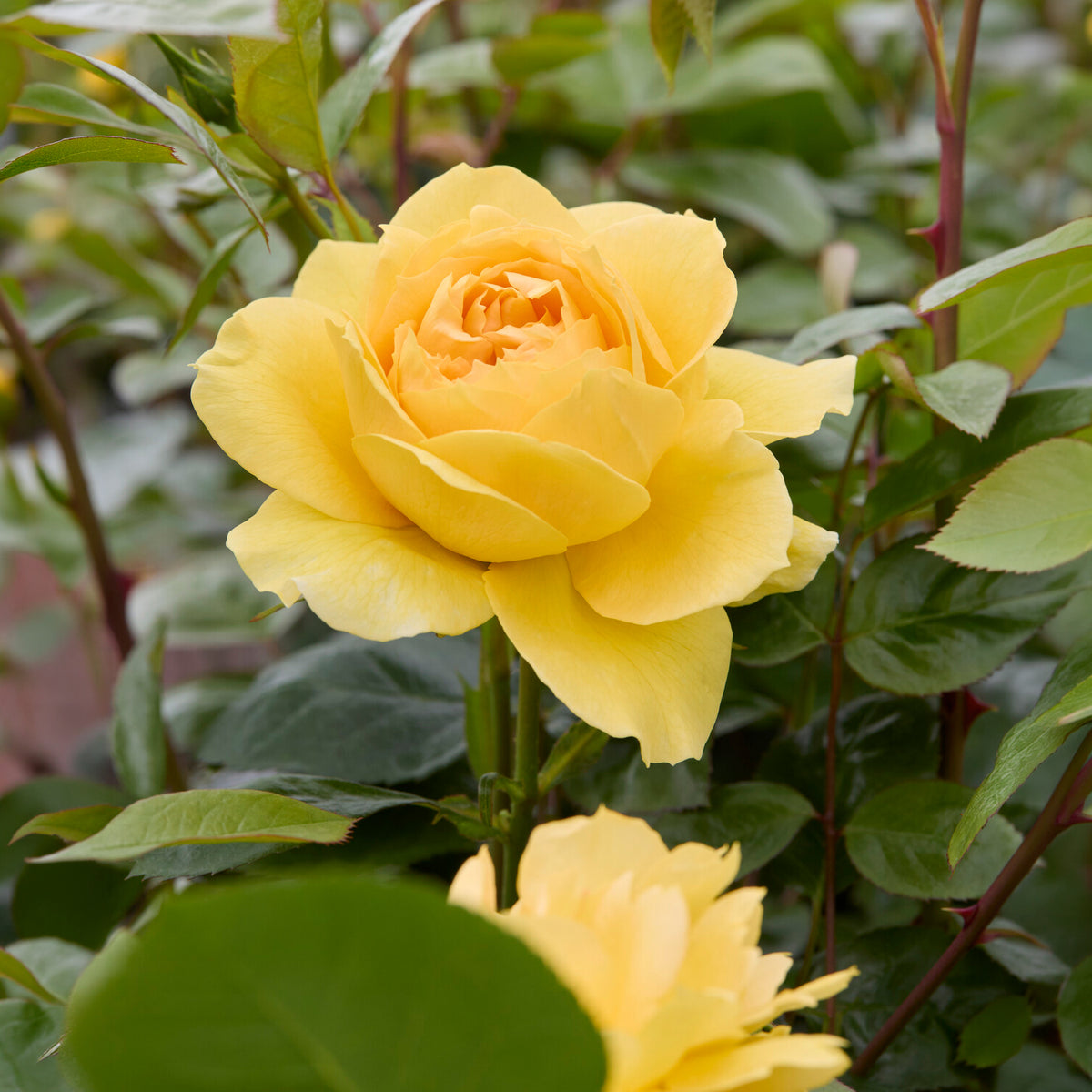 Eilandroos Bahama ® Intercomham - Rosa bahama ® intercomham - Bakker