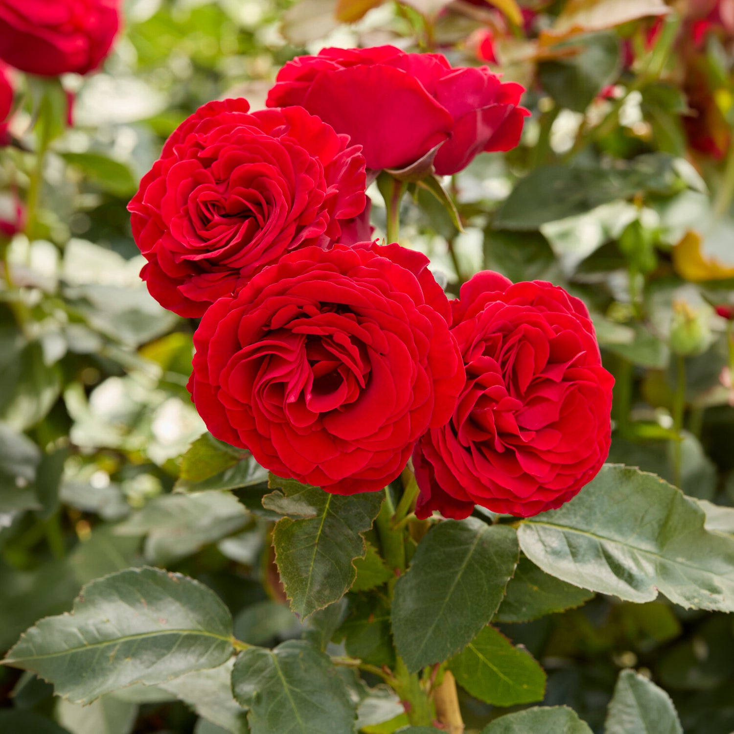 Roos 'Dominica® Intercomdoor' - Rosa dominica ® intercomdoor - Bakker