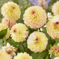  - Dahlia 'Double Jill' (x3) - Dahlia double jill